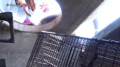 Lion kings and queens born in a storm drain - rescuer leaves screaming!