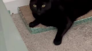 Adopting a Cat from a Shelter Vlog - Cute Precious Pipe Does the Half On Half Off Tuffet Sit #shorts