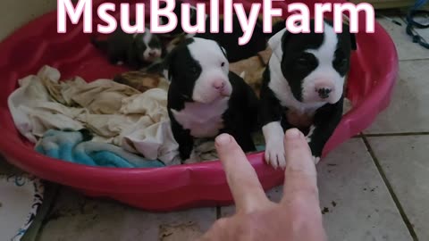 American Made Msu Bullys & Puppy's