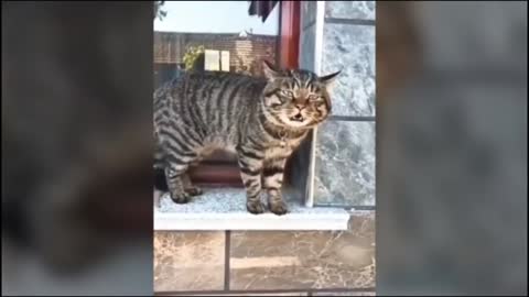 funny cats video