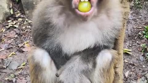 Poor monkey 🥺🥺🙏
