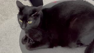 Adopting a Cat from a Shelter Vlog - Cute Precious Piper Feels Comfortable in the Office Chair