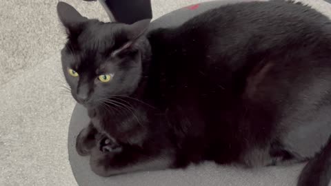 Adopting a Cat from a Shelter Vlog - Cute Precious Piper Feels Comfortable in the Office Chair