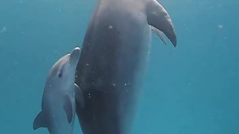 #Passover 6/5 Mother dolphin and her baby