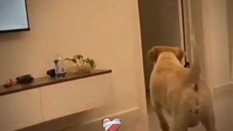 "Top 11 Hilarious Pet Moments, Laugh-Out-Loud, FunnyVideo Compilation"