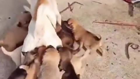 😂Poor Mom Dog Loses Against Many Puppies
