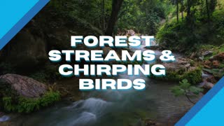 Forest Streams & Chirping Birds White Noise - [Sleep, Relaxation, and Concentration]