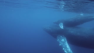 Humpback Whale Swims With Calf