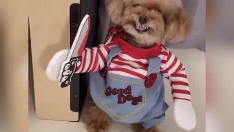 Funny video - dog with knife (chucky)