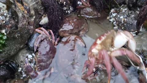 Angry crabs 🦀 tide pools fighting