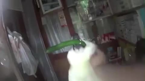 The puppy picked up a cucumber to entertain the guests