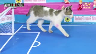 Funny cat playing football