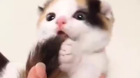 CUTE CAT