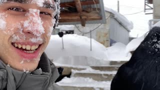 Crow Mimics Human by Diving into the Snow