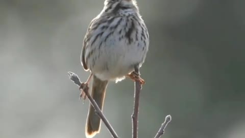 So cute Bird talk in morning