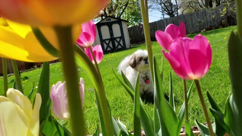 Rosie The Shihtzu And Her Tulips
