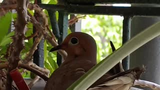 A MOURNING DOVE NESTING IN A PLANT POT OF "CROWN OF THORNS"