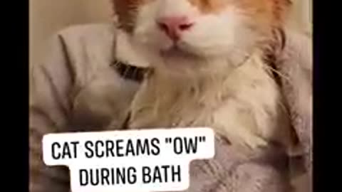 Cat SCREAMS "OW" during bathtime.