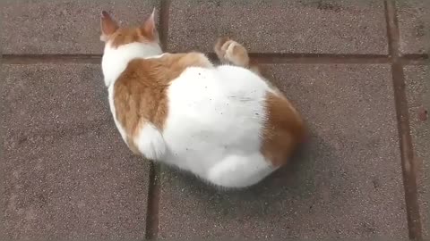 Cat gets high on catnip