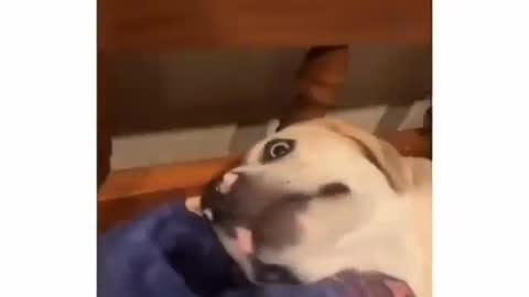 dog really worries about his nose