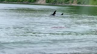 Orcas Hunt Baby Grey Whale
