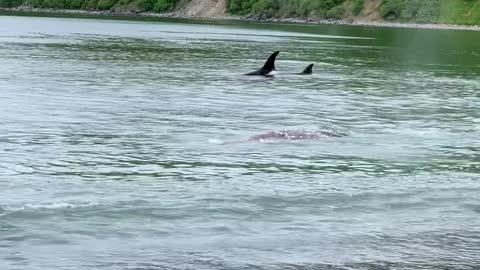 Orcas Hunt Baby Grey Whale