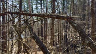 Brush Fire On North State Street