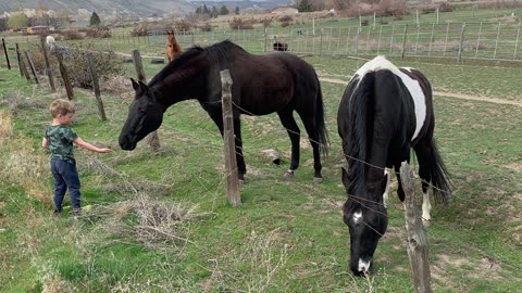 ASL sign for Horse