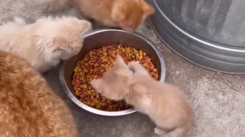 #catfunnyvideonewviral.........