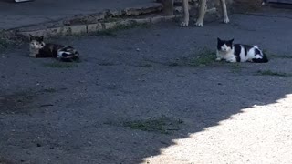 Кошки охраняют собаку