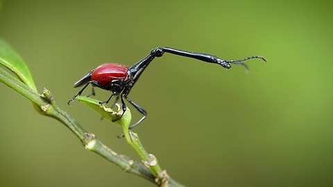 Giraffe Weevil in Madagascar