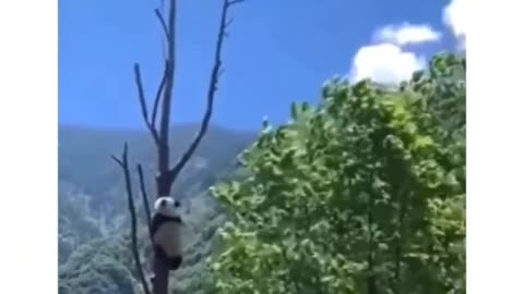 Panda Power!