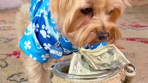 The puppy swear jar is worth more than my life savings
