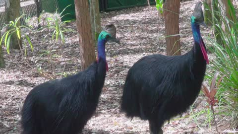 Chandler celebrates with our cassowary chick! Australia Zoo Life