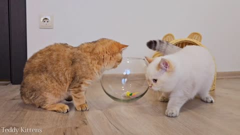 Cats Learn to be Liquid -- Pikachu_ Teddy_ William and Rosie