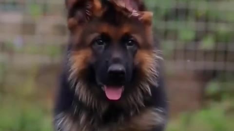 pet's Lover kindly subscribe my YouTube channel #dog #germanshepherd #shorts #youtubeshorts