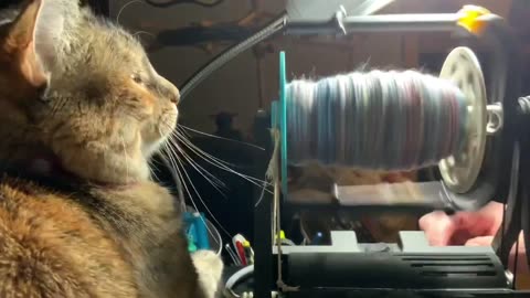 Snickers supervising my spinning