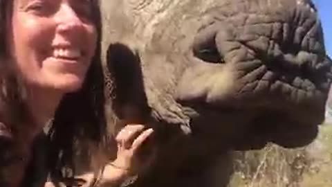 Rhino Encounters