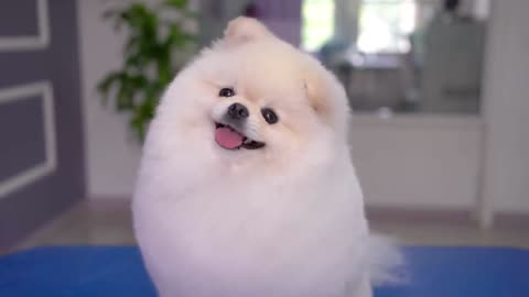 The groomer´s heart melts for this puppy!! 🐶❤️ so cute!!