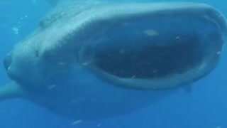Whale shark feeding run 😮