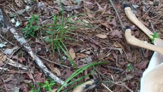 Baby Deer Knocked Himself Out Running into Tree