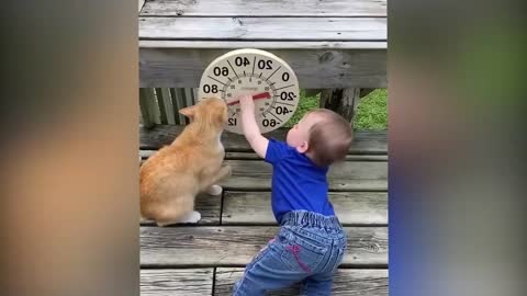 Funny moments for babies and cats