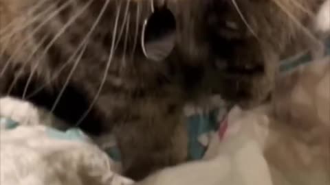 Totally adorable 😺 Cat trying to eat a jellybeen that has other ideas