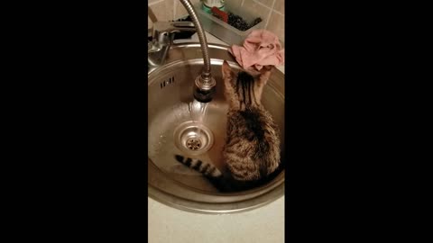 My cat loves water very much and plays in the sink