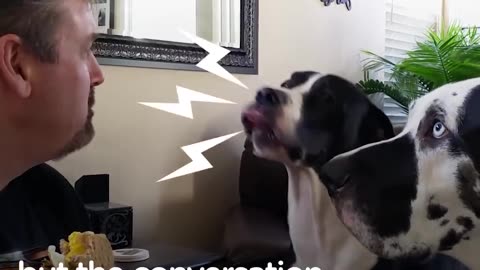 Great Dane Dog REALLY Wants Dad's Sandwich | The Dodo