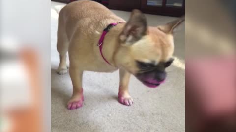 Little Dog Has Large Appetite For Lipstick