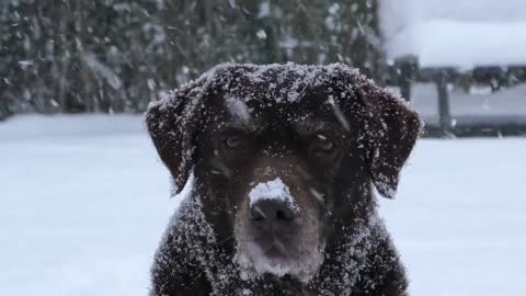 dog reaction in the snow