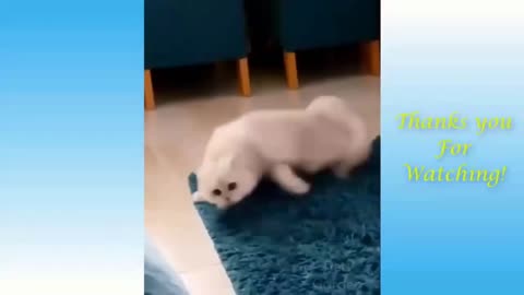 Cute Cat Funny Act