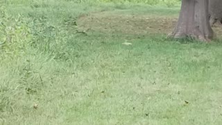 A groundhog at the park