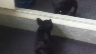 French Bulldog puppy challenges mirror reflection